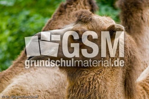 Kamel (75 von 108).jpg